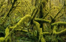 Temperate Rainforest - Wallace Falls State Park - Washington
