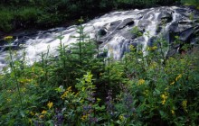 Wildflowers Along Paradise Creek - Mount Rainier Park - Washington