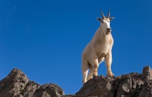 Mountain Goat - Klahhane Ridge - Olympic Park - Washington