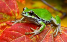 Tree Frog on a Vine Maple Leaf - Olympic National Park - Washington