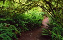 Hoh Rain Forest - Olympic National Park. Washington - Washington