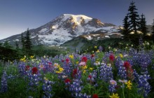 Mazama Ridge Wildflowers - Mount Rainier National Park - Washington