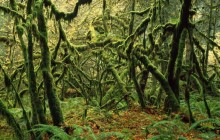 Moss Covered Maple Trees - Mount Rainier National Park - Washington