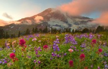 Peaking Wildflowers - Mount Rainier Park - Washington