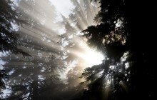 Shafts of Light - Mount Baker-Snoqualmie Forest - Washington