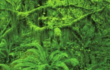 Mossy Foliage - Hoh Rainforest - Olympic National Park - Washington