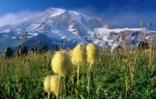 Wildflowers - Mount Rainier National Park - Washington