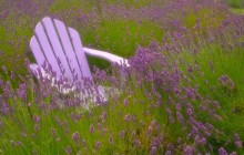 Resting in a Field of Lavender - Sequim - Washington