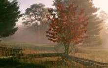 Foggy Sunrise Light on a Dogwood Tree in Autumn - West Virginia