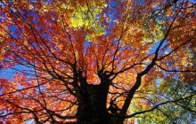 Red Maple in Autumn - West Virginia