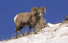 Bighorn Sheep - Yellowstone National Park - Wyoming
