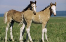 Spanish Mustangs - Wyoming
