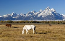 Grazing Horses - Grand Teton Park - Wyoming