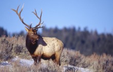 Bull Elk - Yellowstone National Park - Wyoming