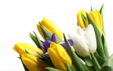 Tulips and iris bouquet - Bouquets