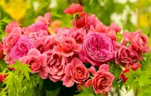 Large bouquet of roses - Bouquets