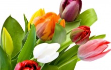 Tulips bouquet HD wallpaper - Bouquets