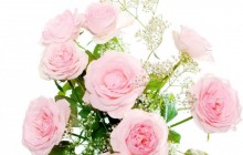 A bouquet of roses - Bouquets