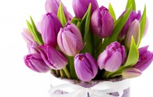 Purple tulips bouquet - Bouquets