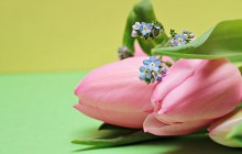 Pink tulips bouquet - Bouquets
