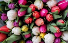 Congratulations flowers - Bouquets