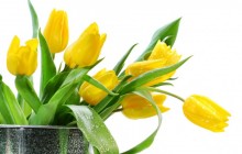Yellow tulips bouquet - Bouquets