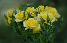 Yellow flower bouquet - Bouquets