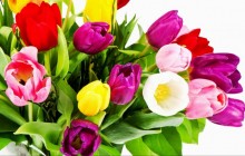 Tulips flowers bouquet - Bouquets