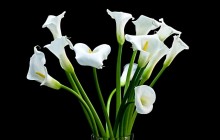 White calla bouquet wallpaper - Bouquets