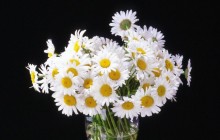 Daisy bouquet wallpaper - Bouquets