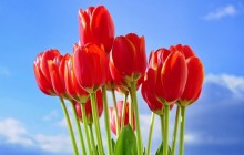 Red tulips bouquet - Bouquets
