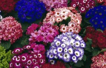 Colorful Cinerarias bouquets - Bouquets