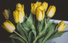 Yellow tulips bouquet wallpaper - Bouquets