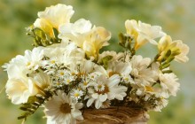 Chamomile flowers bouquet - Bouquets