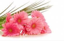 Pink gerbera bouquet - Bouquets