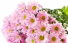 Pink chrysanthemum bouquet - Bouquets