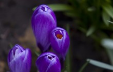 Purple crocus flower buds wallpaper - Crocuses