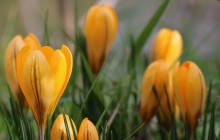 Yellow crocus flower - Crocuses