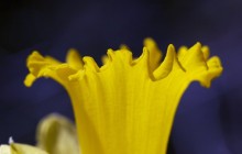 Yellow daffodil trumpet photos - Daffodils