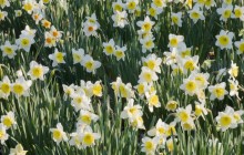 Daffodils wallpaper - Daffodils