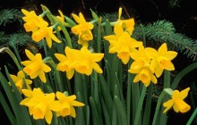 Jonquils wallpaper - Daffodils