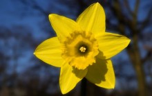 Daffodil images - Daffodils