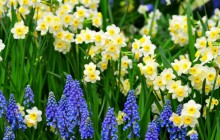 Daffodils and muscari flowers wallpaper - Daffodils