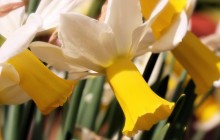 White daffoldils wallpaper - Daffodils