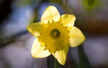 Sunlit daffodil wallpaper - Daffodils
