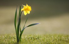 Daffodil wallpaper - Daffodils
