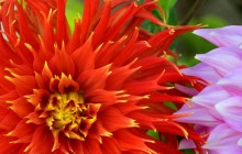 Colorful dahlias image - Dahlias
