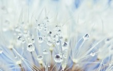 Dandelion macro wallpaper - Dandelions