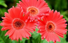 Pictures of gerbera daisies - Gerberas