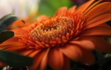 Gerbera flower images - Gerberas